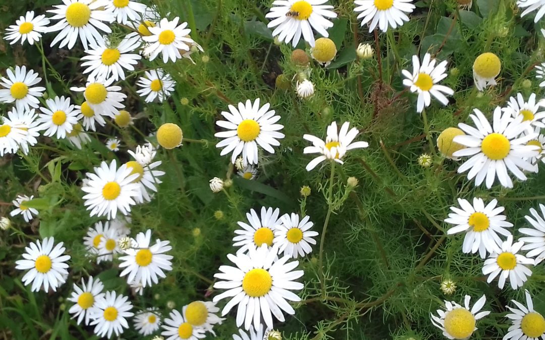 Женская терапевтическая группа «Отношения со своим Будущим…»