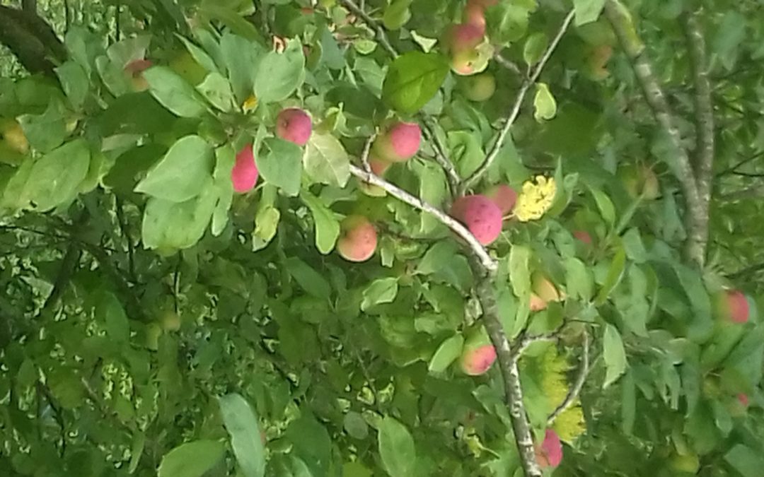 Расстановочный тренинг «Деньги. Работа. Реализация»