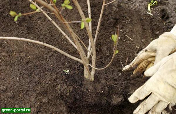 Балинтовская группа в Улан-Удэ 13.09 с 14-00