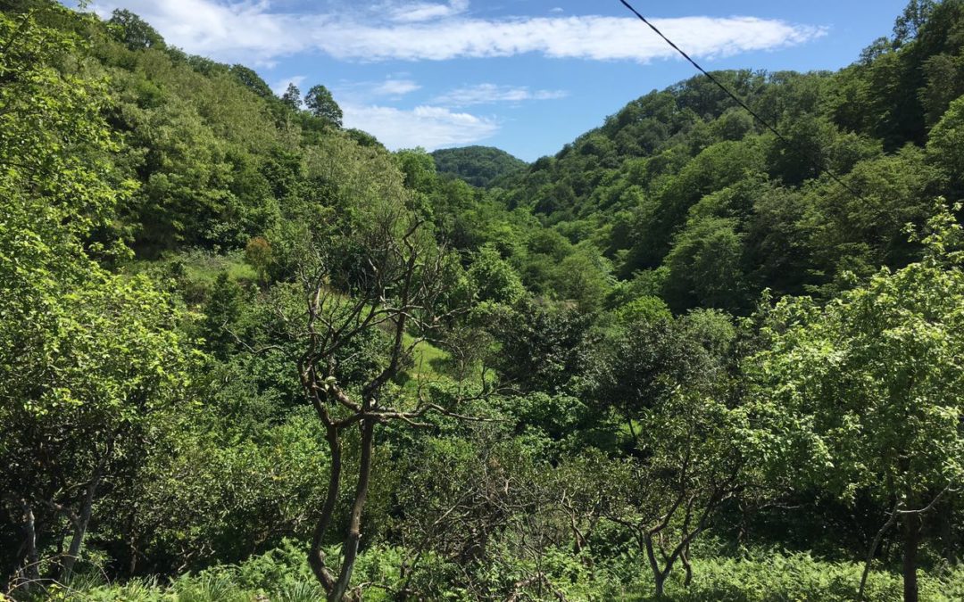 Индивидуальные ретриты в Абхазии и терапия Природой