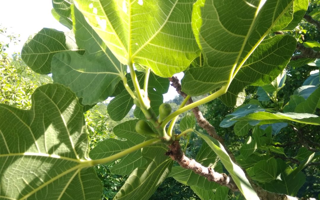 Сердечность в жизни и отношениях