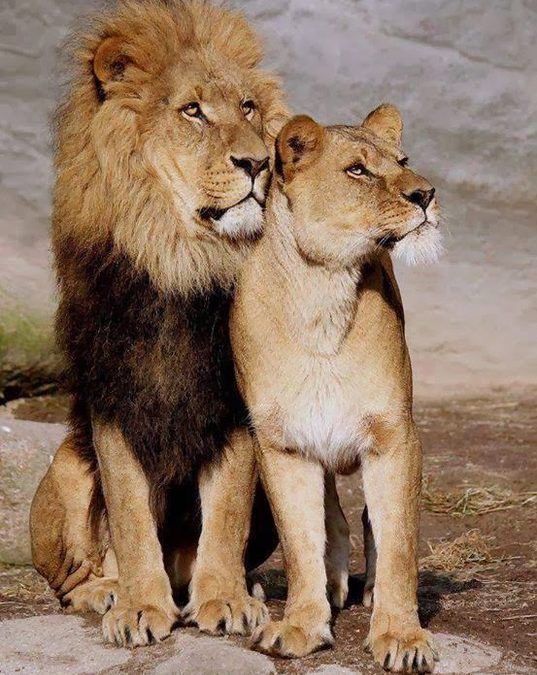 «Полезные правила отношений в паре. Написаны для мужчин. Основаны на опыте работы семейного психолога».