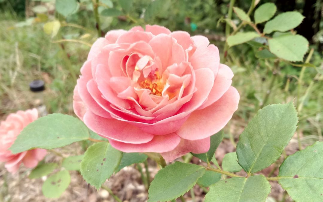 Семинар-практикум «Говорящее женское тело», часть 2-я: «Символическое послание симптома и шесть исцеляющих движений любви»