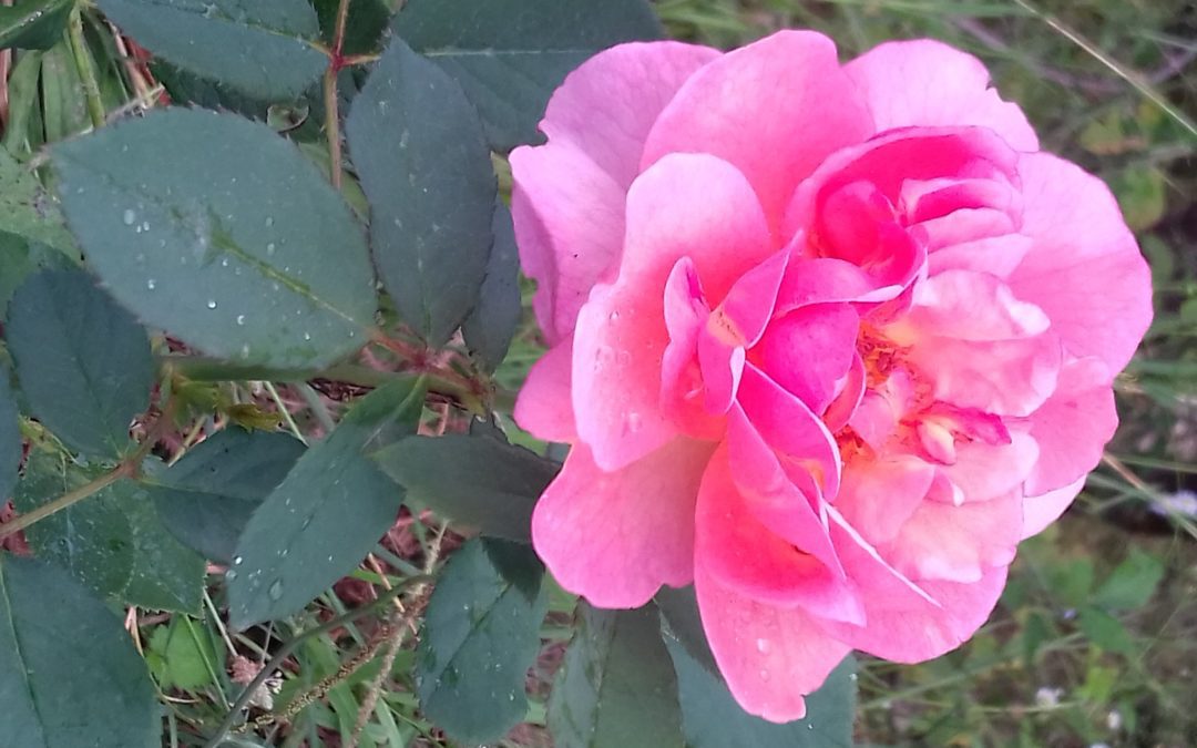 Семинар-практикум для женщин «Говорящее женское тело» в Москве